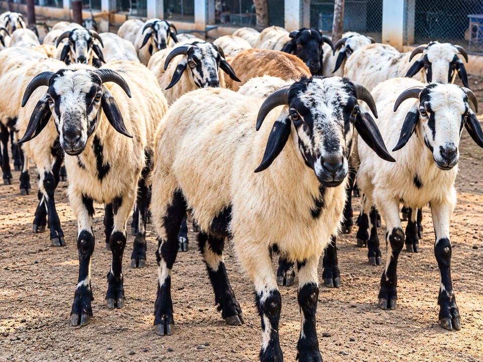Neelore  Jodipi Sheep N0189 in ANDHRA PRADESH