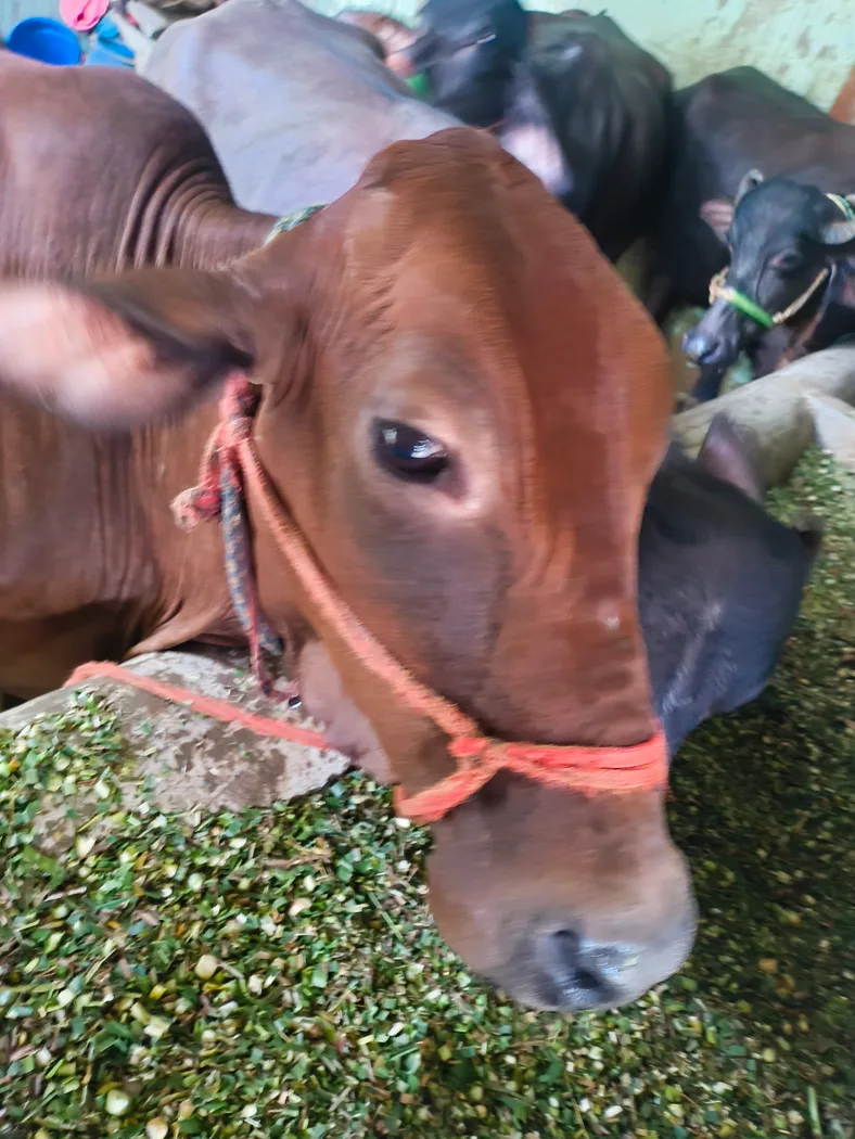 Sahiwal Cow in  UTTAR PRADESH
