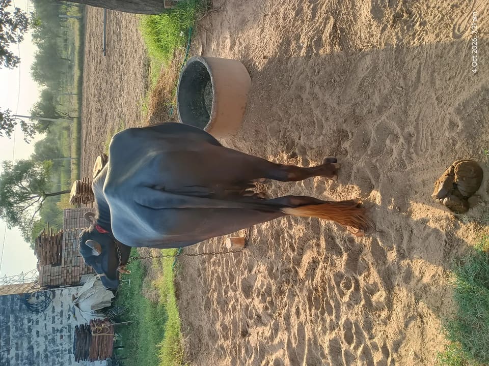 Others Buffalo in RAJASTHAN