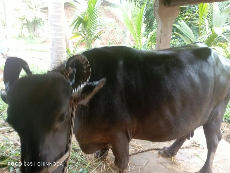 Murrah Buffalo M5285 in  ANDHRA PRADESH