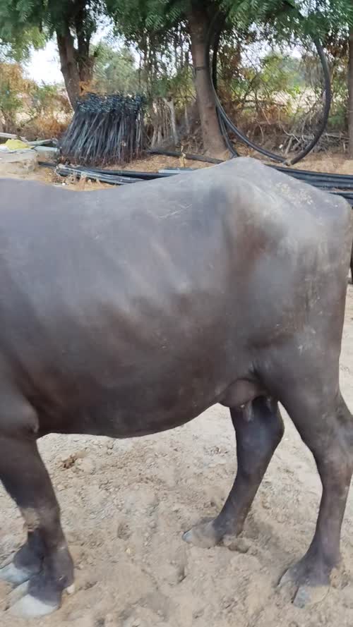 Murrah Buffalo M4713 in  RAJASTHAN