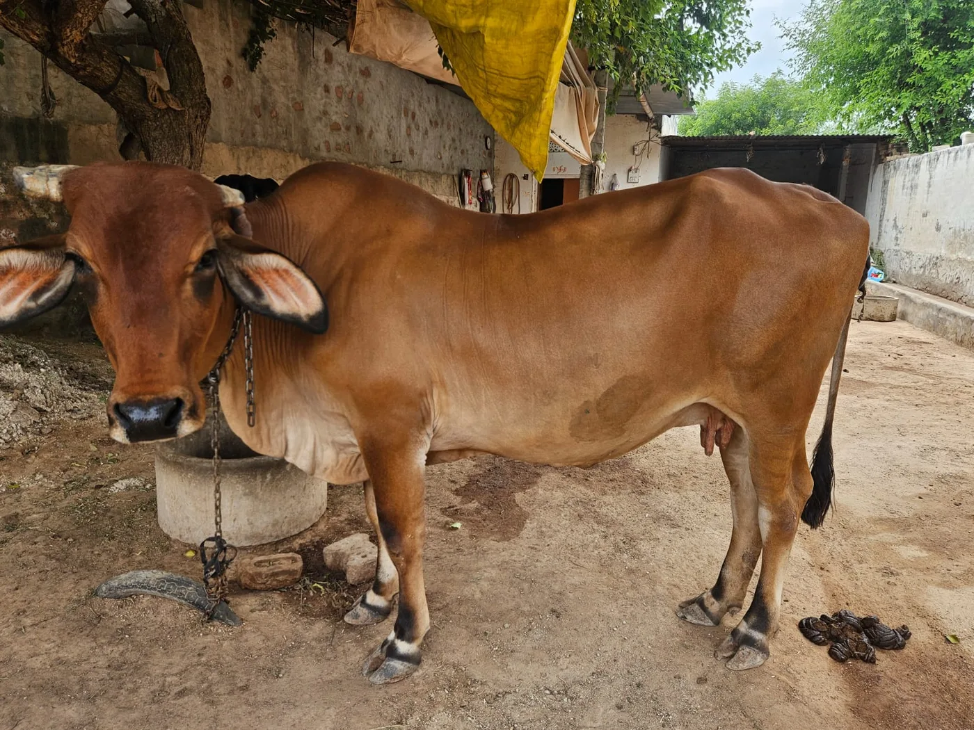 Gir Cow in  RAJASTHAN