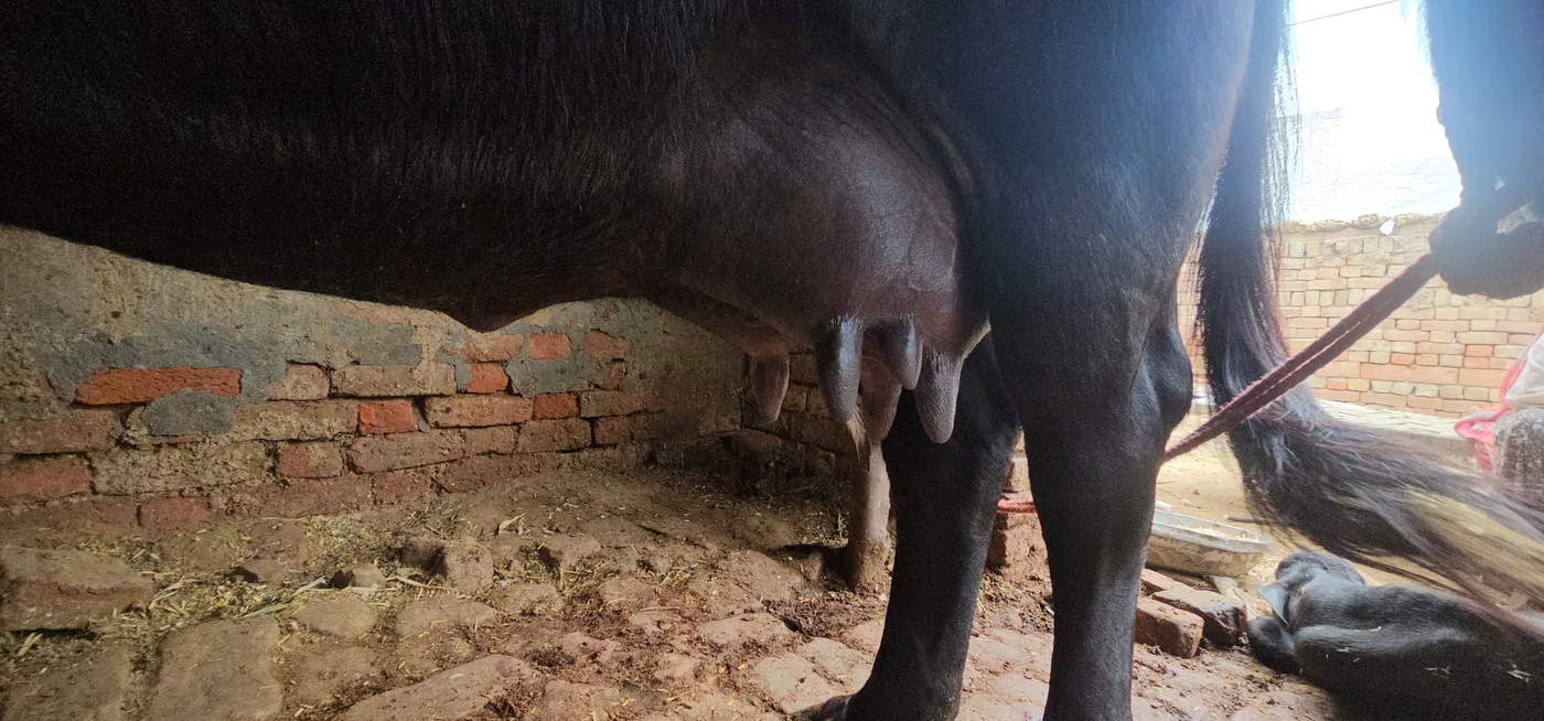 Jafarabadi Buffalo in  HARYANA