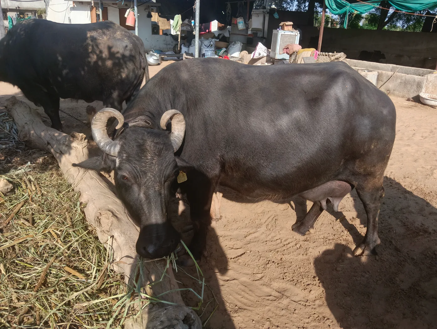 Mahesani Buffalo O0753 in  GUJARAT