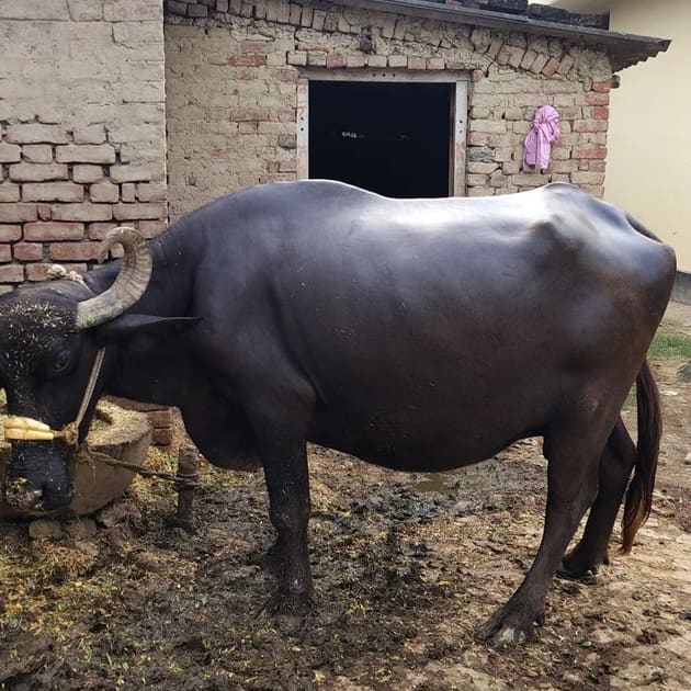 Others Buffalo in UTTAR PRADESH