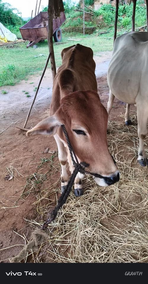 Others Others in  MADHYA PRADESH