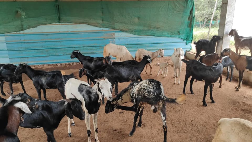 Osmanabadi and cross and O0244 in  TELANGANA