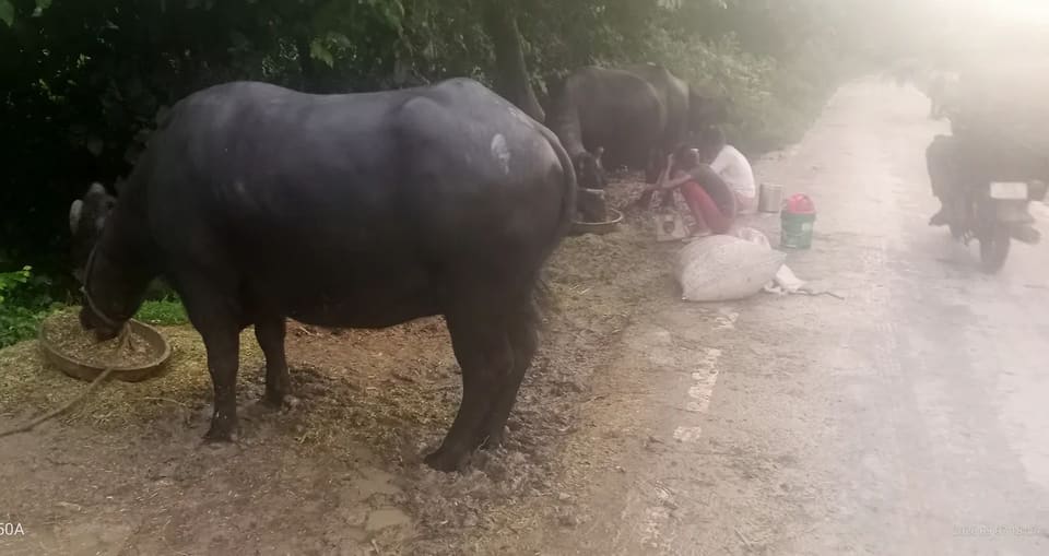 Others Buffalo in  UTTAR PRADESH