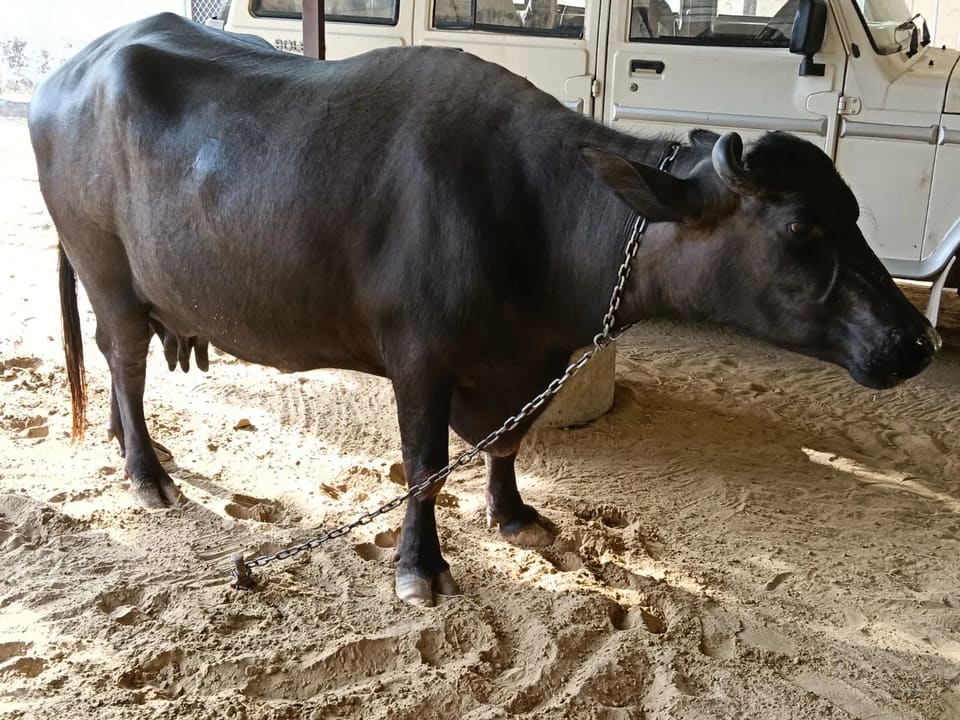 Murrah Buffalo M4966 in RAJASTHAN