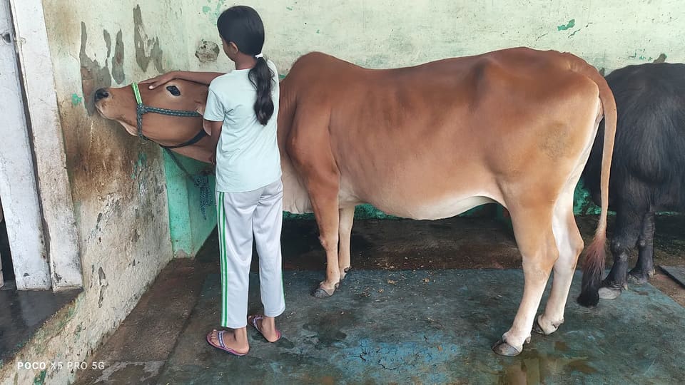 Sahiwal Cow in UTTAR PRADESH