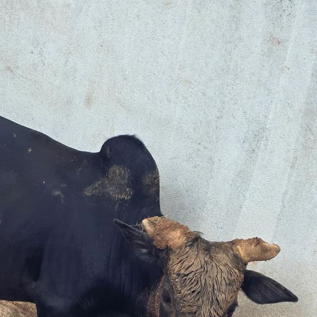 Punganur  Cow in  ANDHRA PRADESH