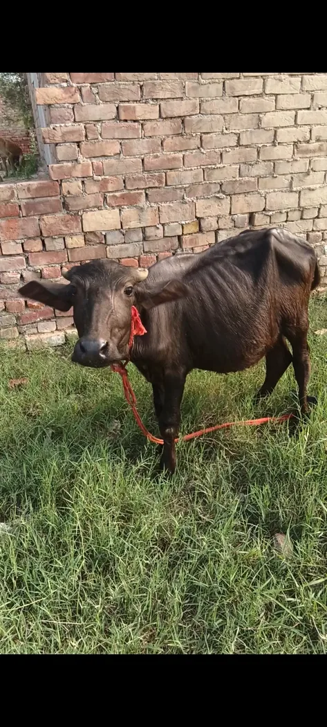 Surti Buffalo S0393 in  HARYANA