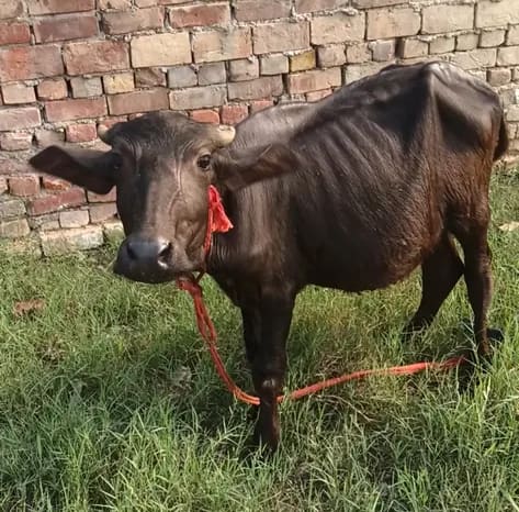 Surti Buffalo in  HARYANA