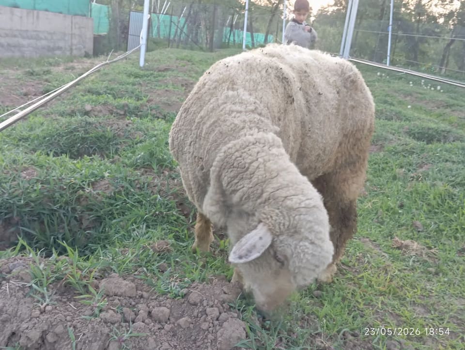 Others Sheep in  JAMMU AND KASHMIR