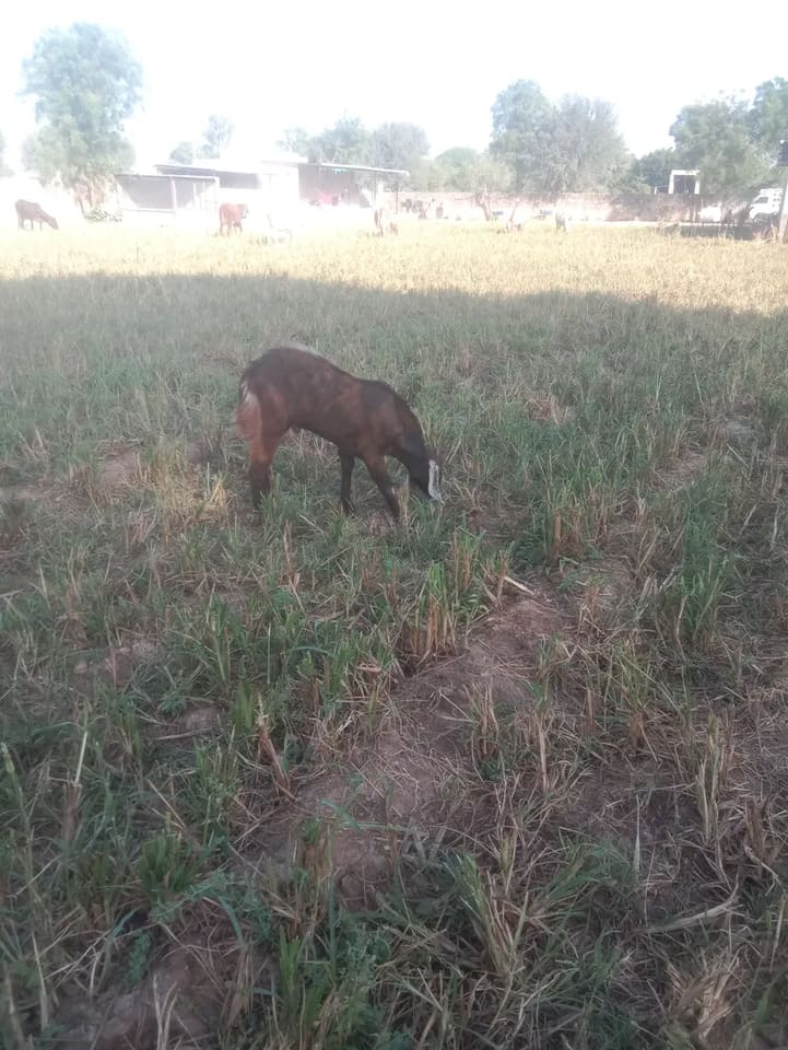 Sirohi Goat S0578 in  RAJASTHAN