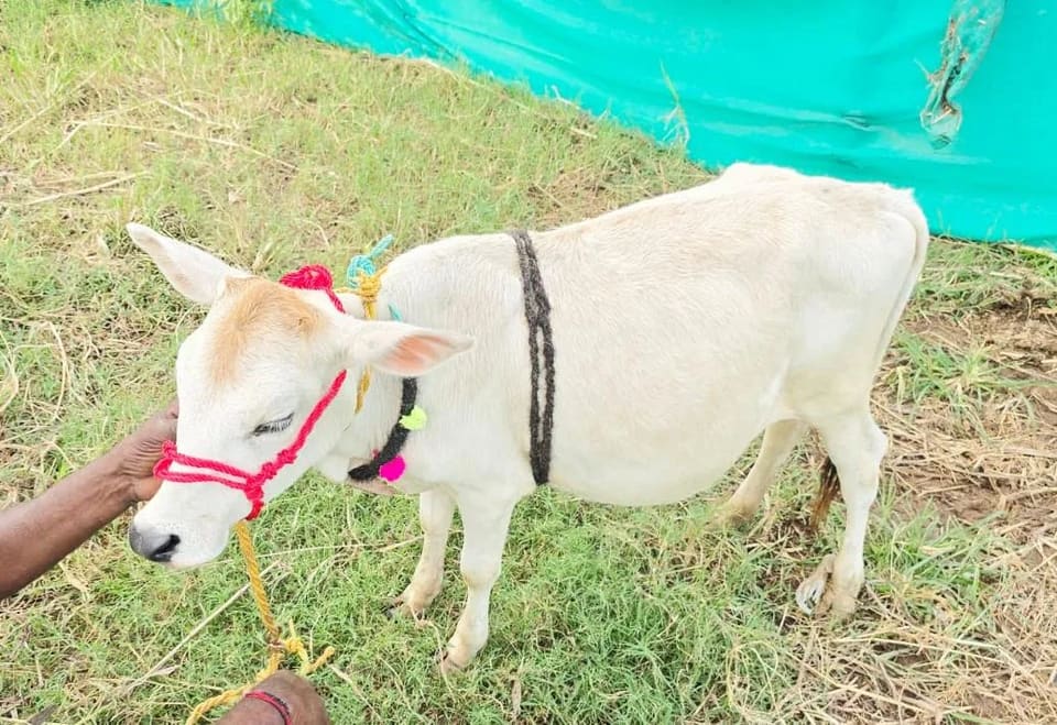 Punganur  Cow P0236 in  MAHARASHTRA