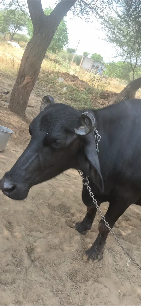 in RAJASTHAN