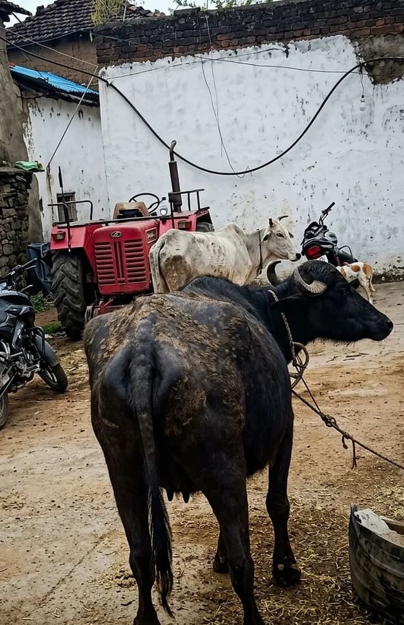 Murrah Buffalo in  MADHYA PRADESH