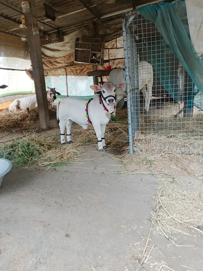 Others Cow in  ANDHRA PRADESH