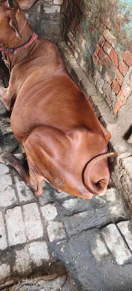 Sahiwal Cow in  BIHAR