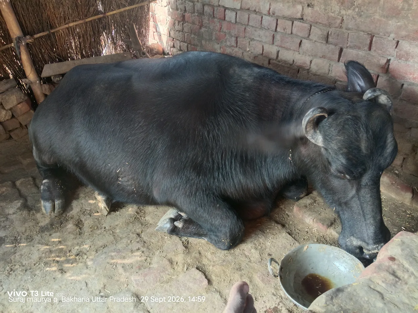 Murrah Buffalo in  UTTAR PRADESH