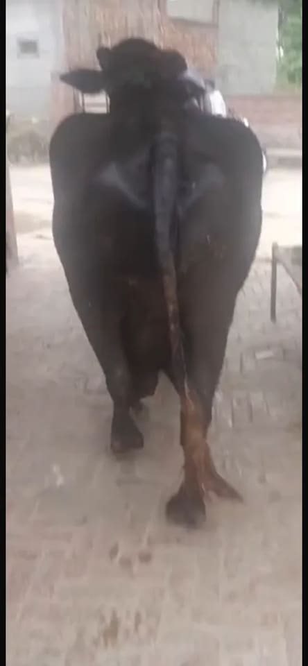 Murrah Buffalo in  PUNJAB