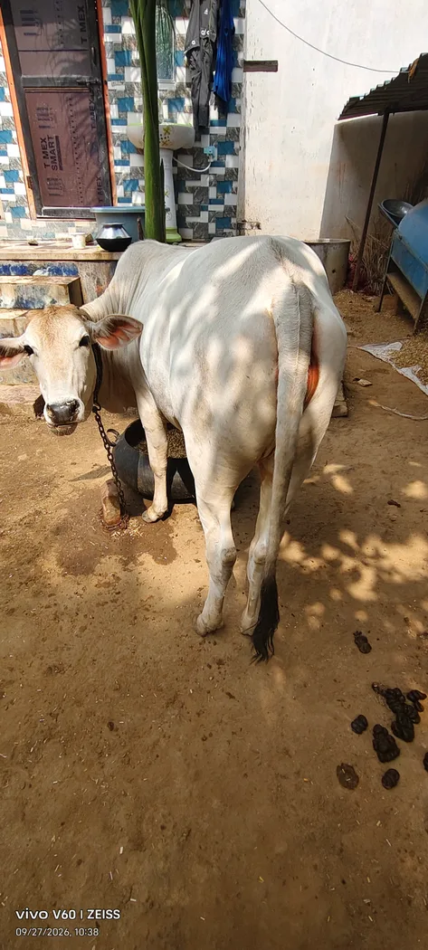 Tharparkar Cow in RAJASTHAN