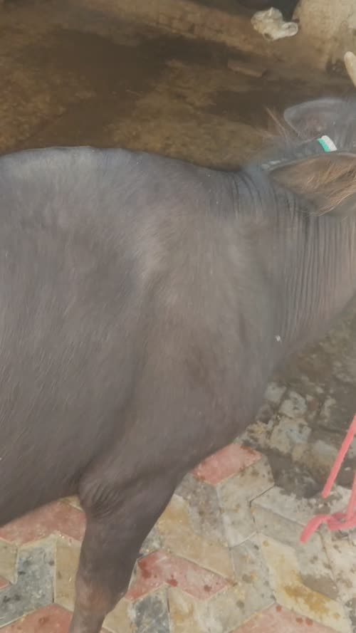 Katda O0942 in  HARYANA