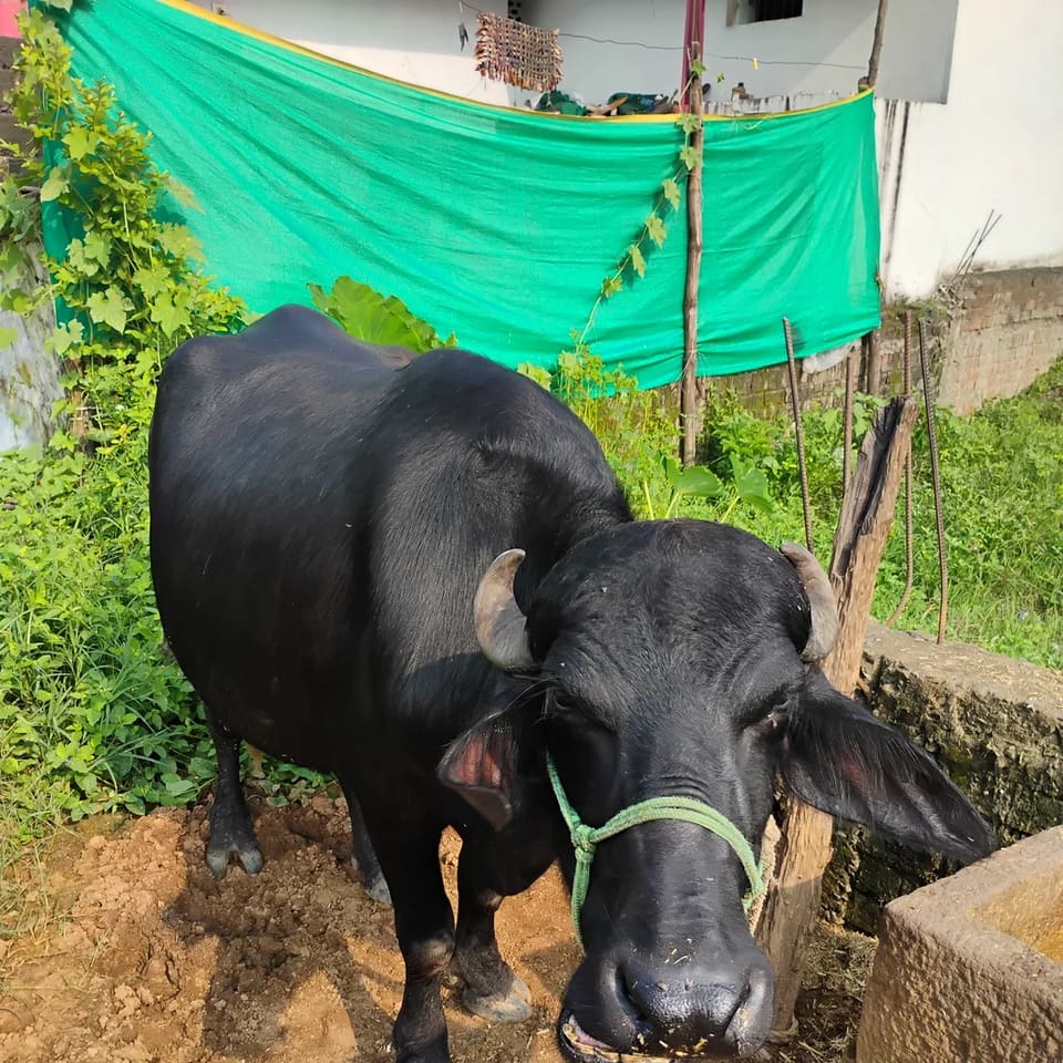 Murrah Buffalo in  CHHATTISGARH