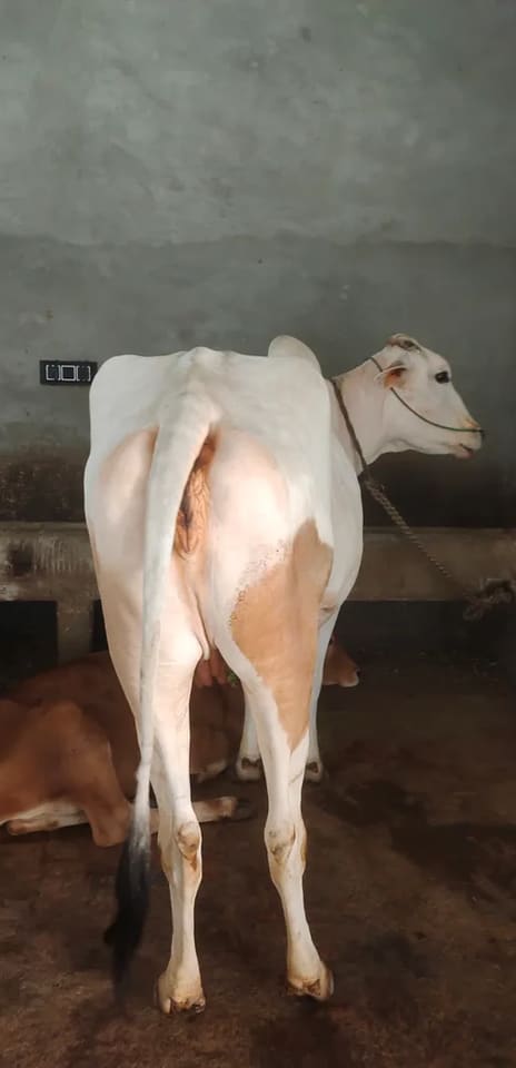 Hariyana Cow in  UTTAR PRADESH