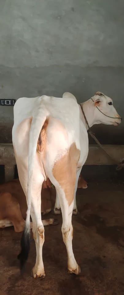 Hariyana Cow in  UTTAR PRADESH