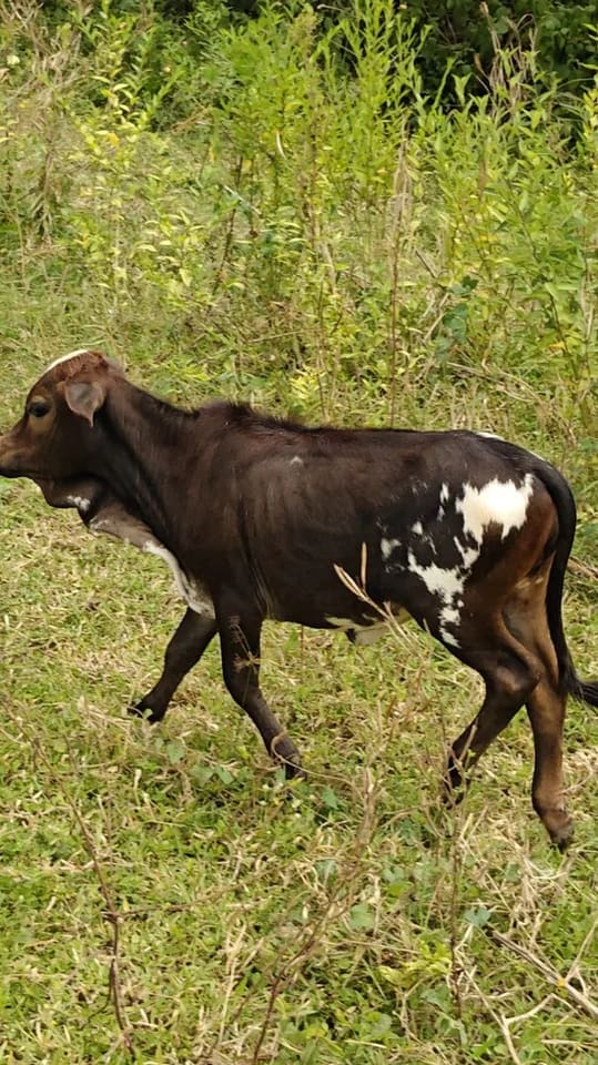 Punganur  Heifer Cow P0221 in  ANDHRA PRADESH