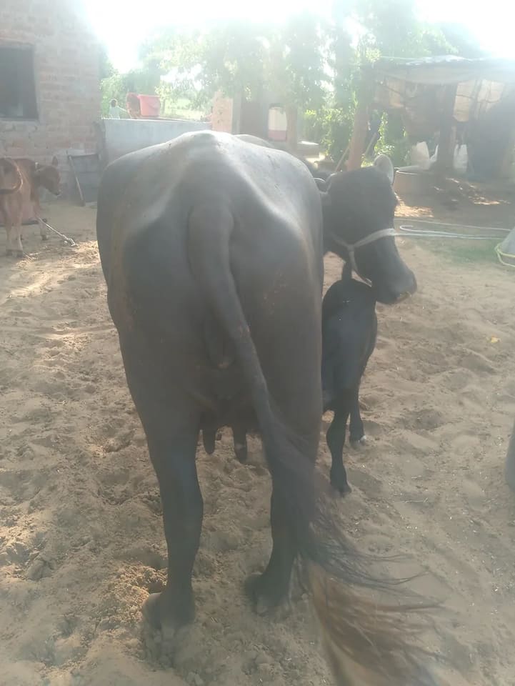 Murrah Buffalo in  RAJASTHAN