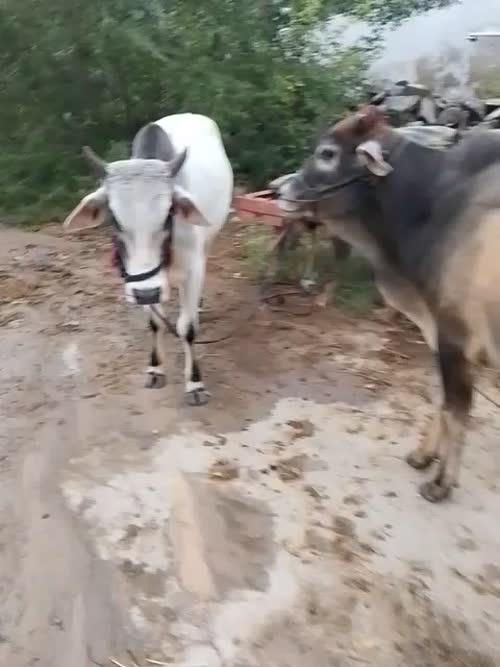 देसी बैल O0890 in  RAJASTHAN