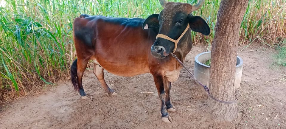 Sahiwal Cow S1913 in  RAJASTHAN