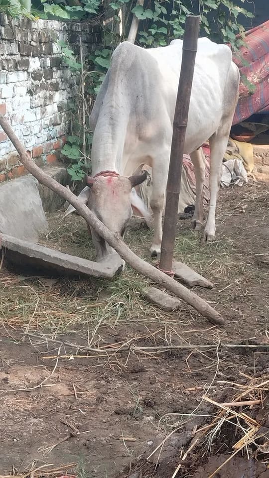 Kankrej Cow K0213 in  BIHAR