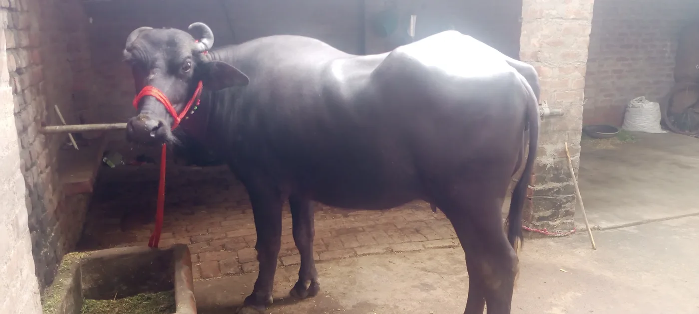Murrah Buffalo in  UTTAR PRADESH
