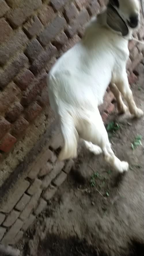 Barbari Goat B0512 in  MADHYA PRADESH