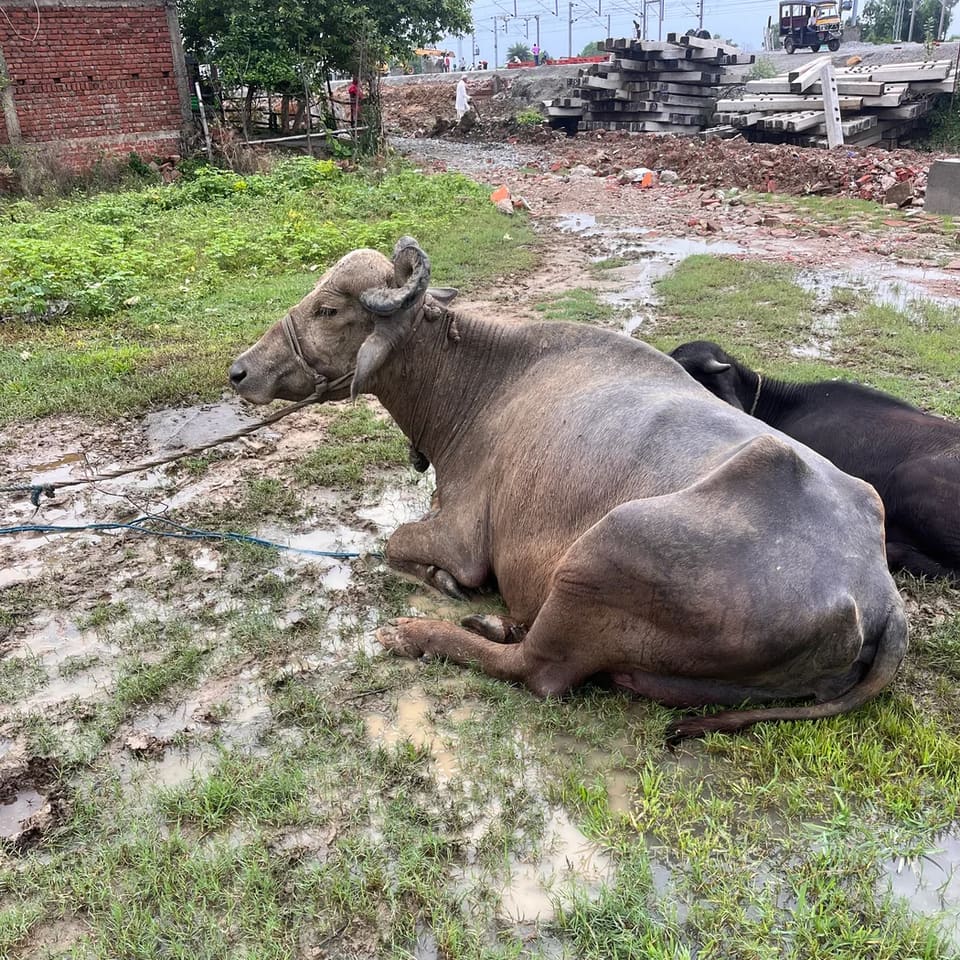 Murrah Buffalo in  JHARKHAND