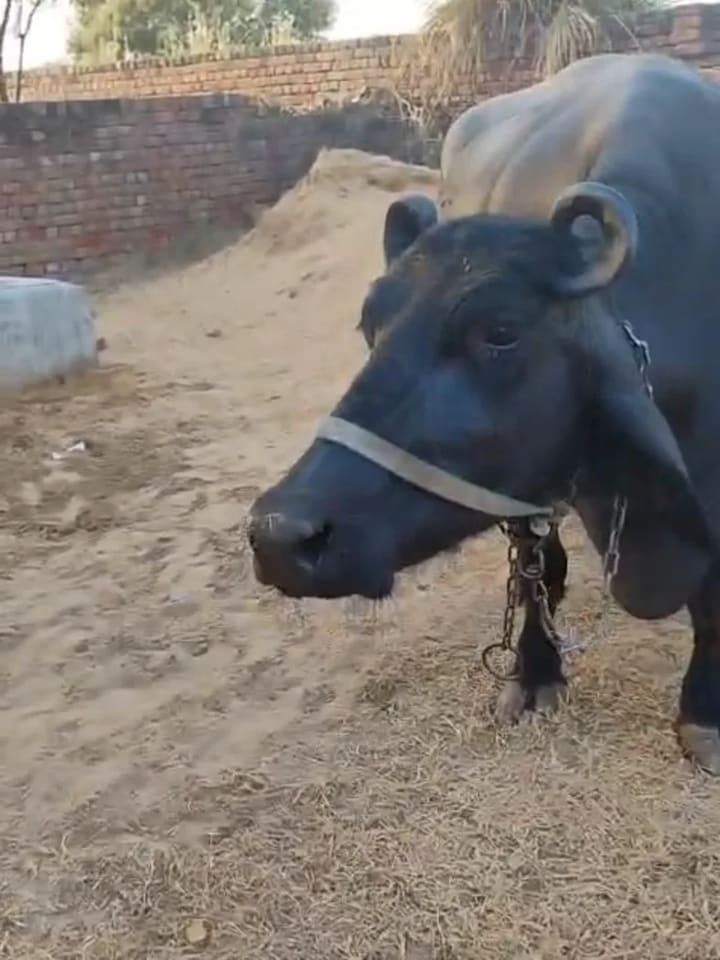 Murrah Buffalo M5274 in HARYANA