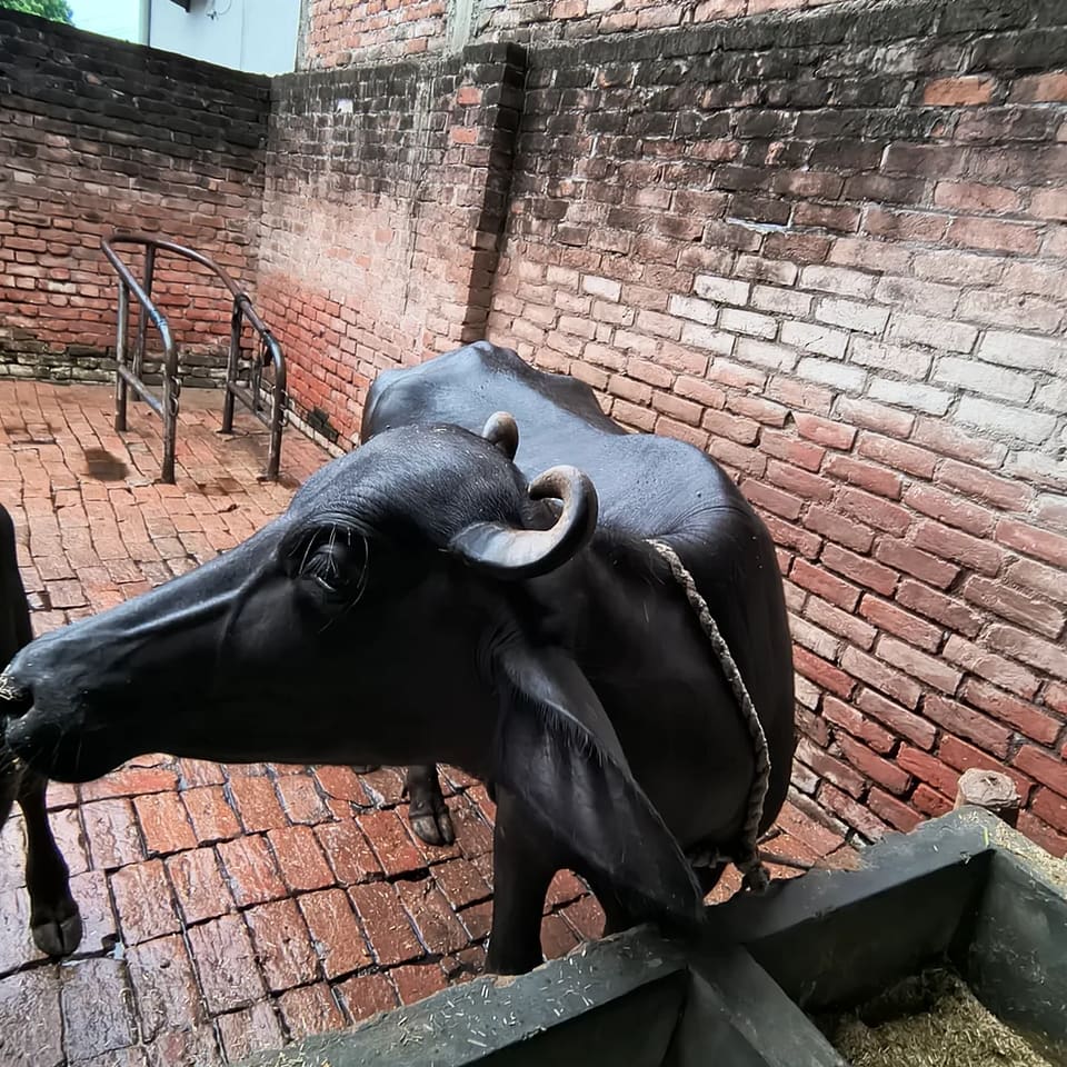 Others Buffalo in  UTTAR PRADESH
