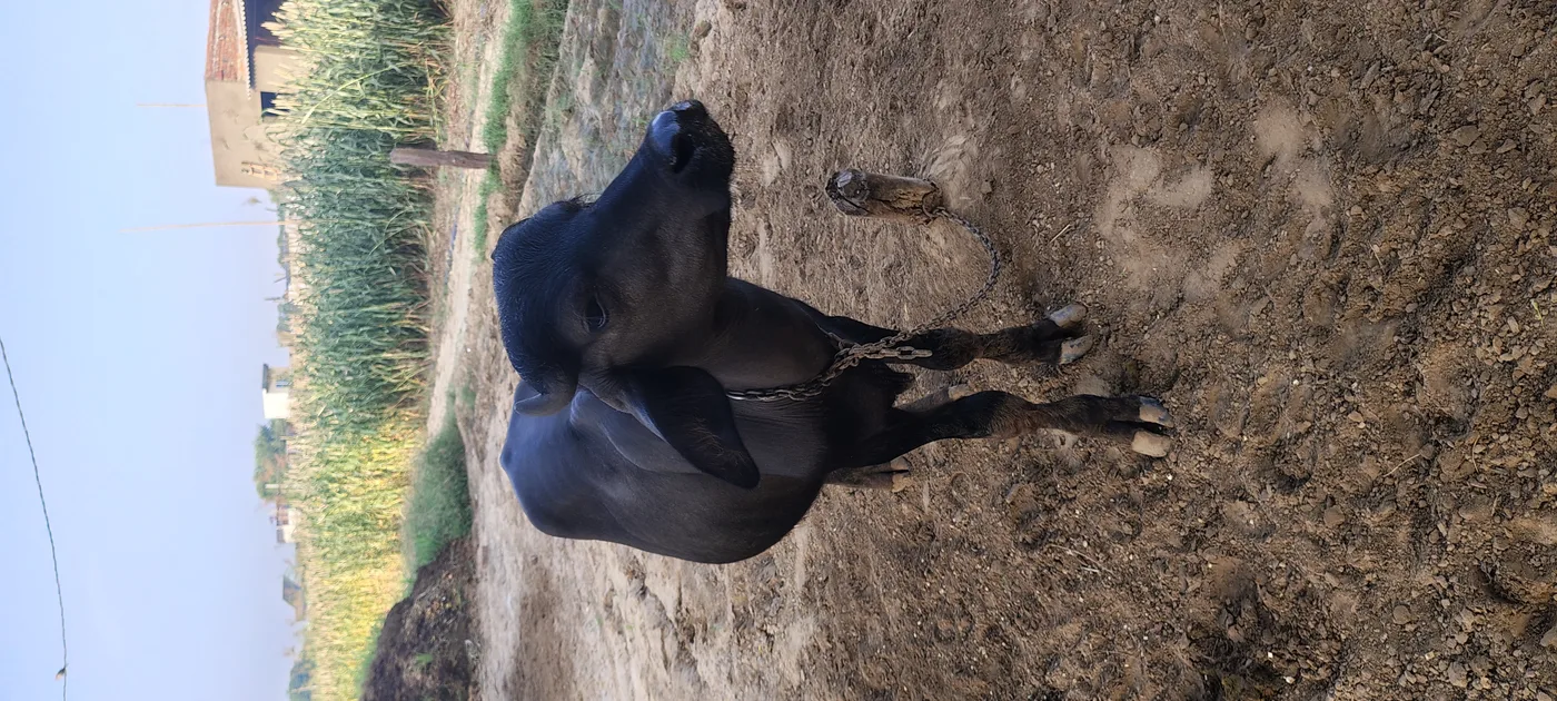 Others Others in  RAJASTHAN