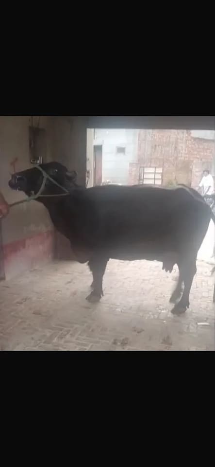 Murrah Buffalo M5090 in  PUNJAB