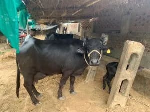 Others Buffalo in  HIMACHAL PRADESH