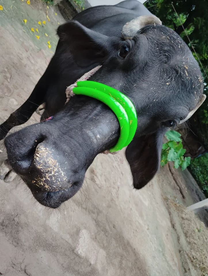 Others Buffalo in  UTTAR PRADESH