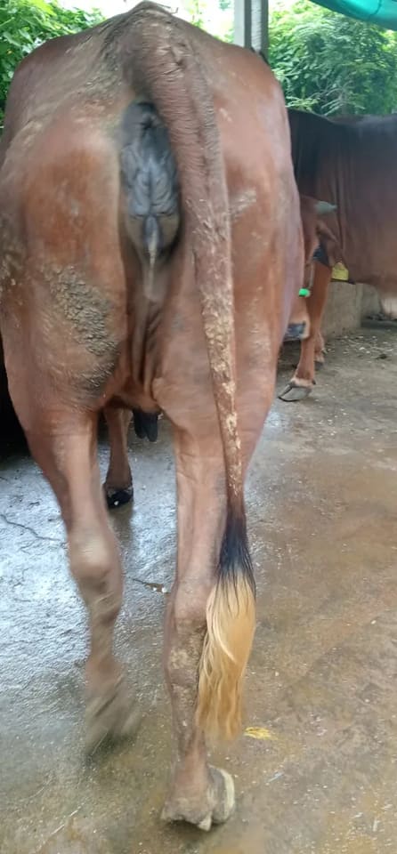 Jersey Cow in  GUJARAT