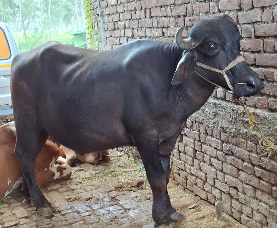 Murrah Bull O0905 in  UTTAR PRADESH