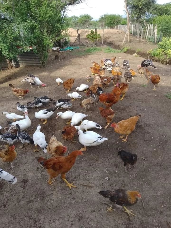 All breeds Hens and eggs O0898 in  TELANGANA
