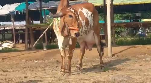 Gir Cow G2181 in  GUJARAT
