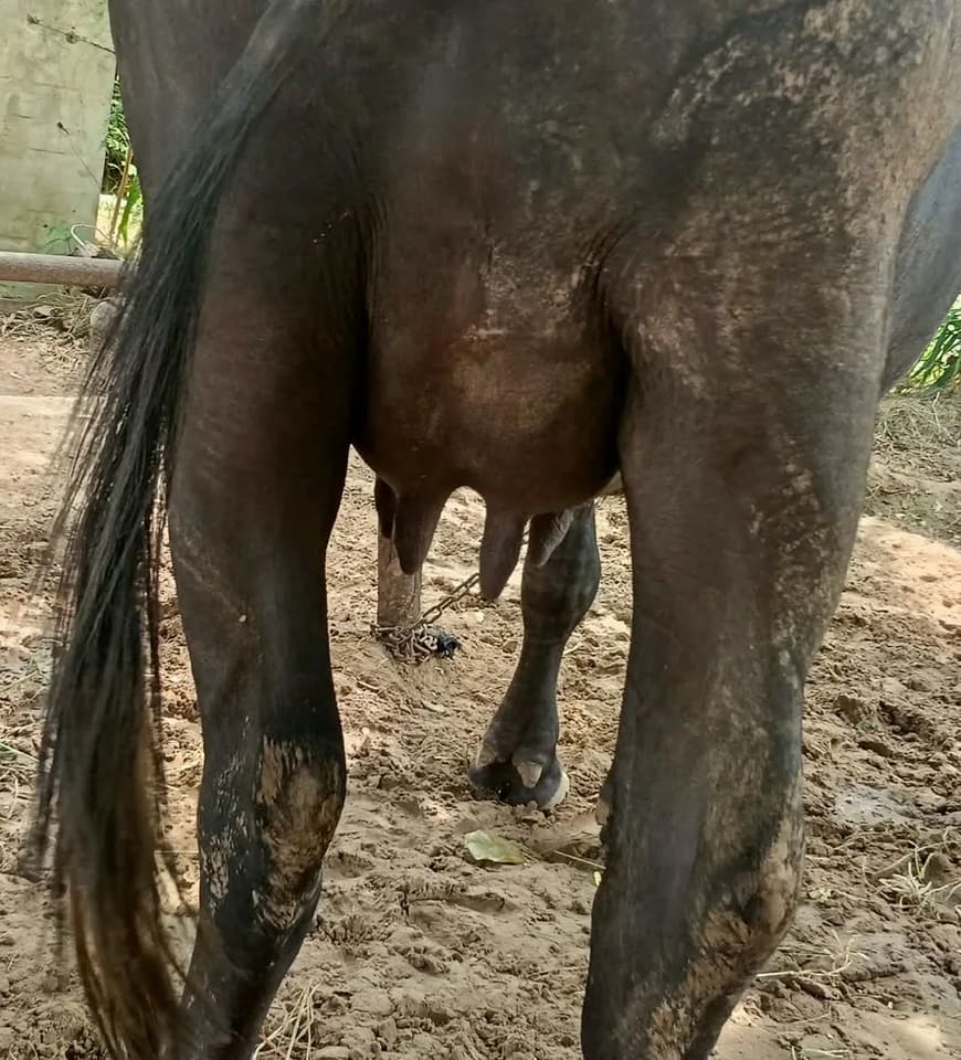Murrah Buffalo in  HARYANA